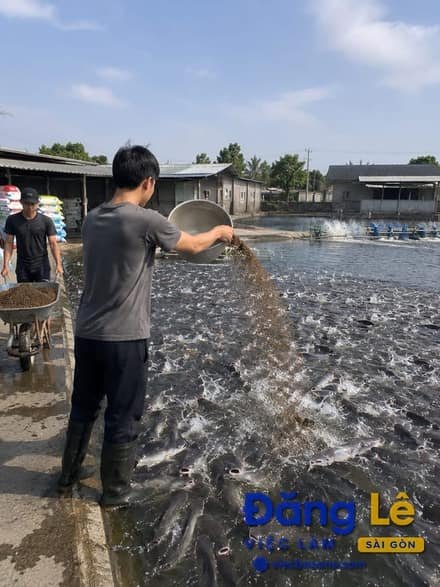 TUYỂN CẶP VỢ CHỒNG HOẶC 2 NAM CHĂM SÓC TRẠI CÁ