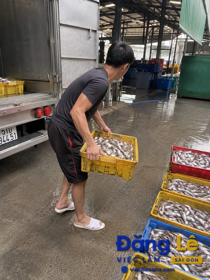 TUYỂN NAM BỐC XẾP CÁ VỤN